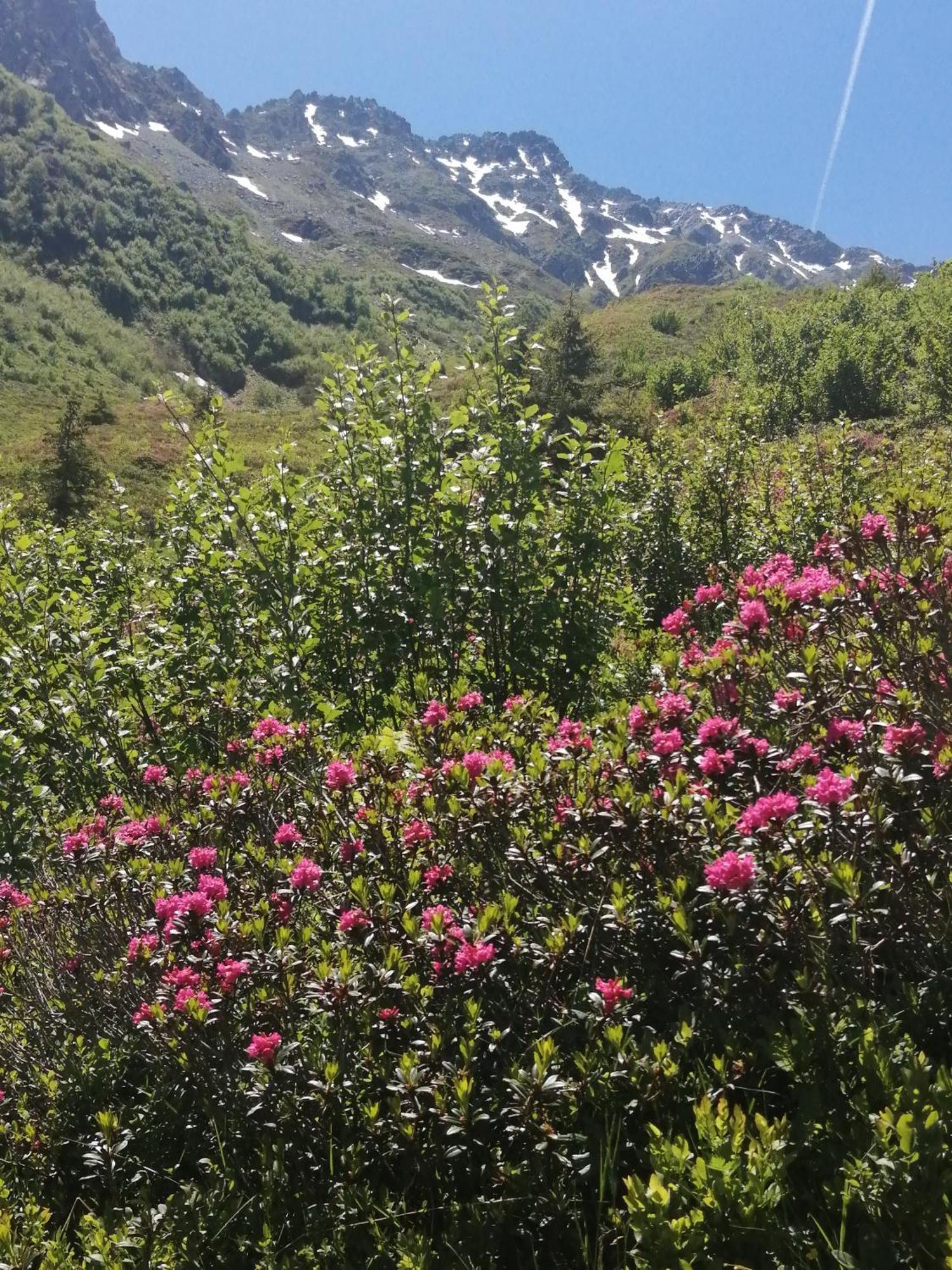 Superbe Studio Aux 7 Laux La Ferriere  Bagian luar foto